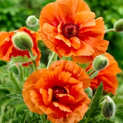 Oosterse papaver - Harvest Moon - 1 st - 