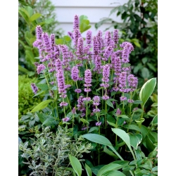 Agastache, Anise hyssop - Blue Fortune