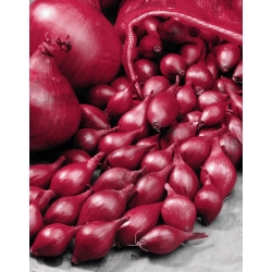 Cebolinha - Wenta - Vermelha - 5 kg