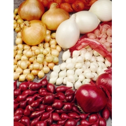 Mezcla de variedades de cebolleta - 10 kg - 