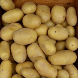 Sadbové zemiaky - Colomba - veľmi skorá odroda - 12 ks - 