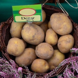 Læggekartofler - Denar - meget tidlig sort - 12 stk - 