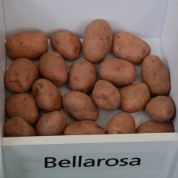 Læggekartofler - Bellarosa - tidlig sort - 12 stk - 