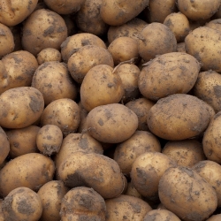 Batata-semente - Gala - variedade precoce - 12 unid. - 