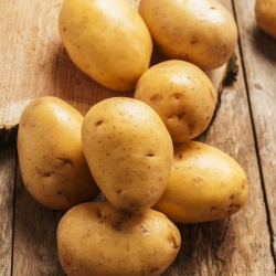 Batata-semente - Ignacy - variedade precoce - 12 unid. - 