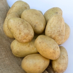 Læggekartofler - Lilly - tidlig sort - 12 stk - 
