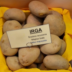 Læggekartofler - Irga - medium tidlig sort - 12 stk - 