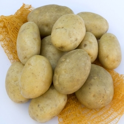 Læggekartofler - Jurek - medium tidlig sort - 12 stk - 