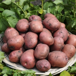 Ziemniaki, Sadzeniaki - Ricarda - średnio wczesne - 12 szt.