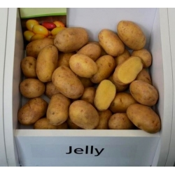 Seed potatoes - Jelly - medium late variety - 12 pcs