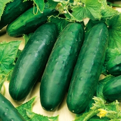 Saláta uborka Marketmore - gazdag termés - 