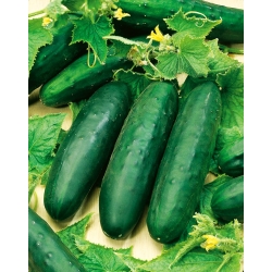 Salat agurk Marketmore - rig høst - 