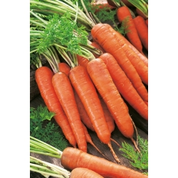 Carrot Rote Riesen 2 - late variety