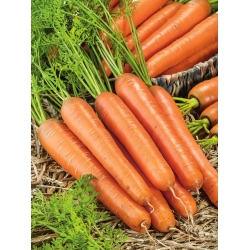 Ceppi rossi lunghi di carota - varietà tardiva - 