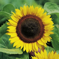 Garden sunflower - edible seeds - 500 g of seeds
