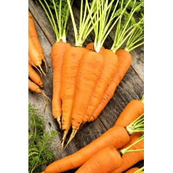 Zanahoria "Flakkese 2" - variedad tardía - 