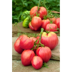 Tomat "Oxheart" - bidang, varietas rapsberry - 10 g biji - 5000 biji - Lycopersicon esculentum 