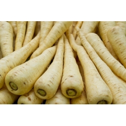 White Semi-long parsnip - 100 grams