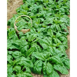 Špenát „Zimný obr“ - 500 g -  Spinacia oleracea - semená