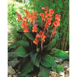 Canna Wyoming - XL-Packung - 50 Stk - 