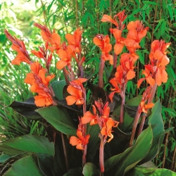 Canna Wyoming - XL-pack - 50 st