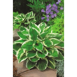 Hosta, Plantain Lily Minute Man - large package! - 10 pcs
