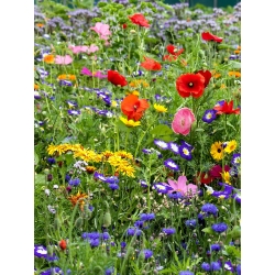 Flowery niitty - valikoima yli 40 lajin niitty kukkivat kasvit - 100 grammaa - siemenet