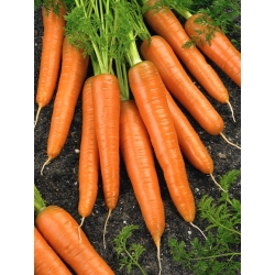 胡萝卜“第一次收获” - 早期品种 -  50克种子 -  42500粒种子 - Daucus carota ssp. sativus  - 種子