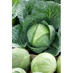 White head cabbage "Stone Head" (Kamienna Głowa) - 50 grams