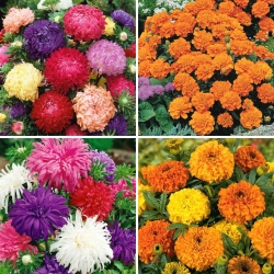 Marigold and aster seeds - selection of 4 varieties