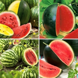 Vannmelonfrø - utvalg av 4 varianter - 