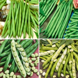 Bredbønne- og franskbønnefrø - utvalg av 4 varianter - 
