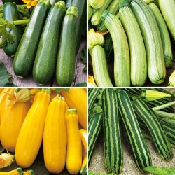 Courgette (zucchini) frø - utvalg av 4 varianter - 
