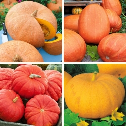 Giant squash seeds - selection of 4 varieties