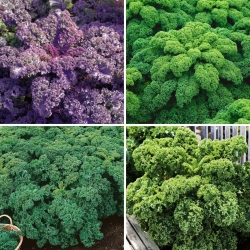 Kale seeds - selection of 4 varieties