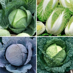 Cabbage seeds - selection of 4 varieties