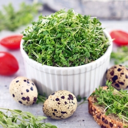 Проращивание семян - кресс-салат + росток БЕСПЛАТНО! - 