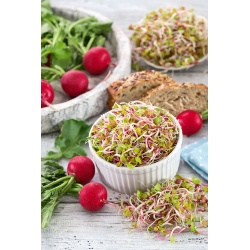 Sprouting seeds - Radish - 250 g of seeds - 21250 seeds