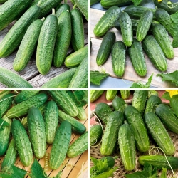 Cucumber seeds - selection of 4 varieties