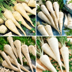 Semillas de perejil de raíz - selección de 4 variedades - 