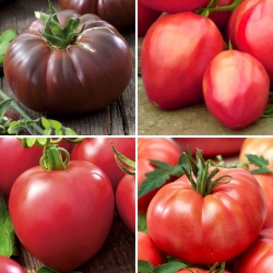 Semillas de tomate de campo - selección de 4 variedades - 