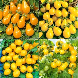Gelbe Tomatensamen - Auswahl von 4 Sorten - 