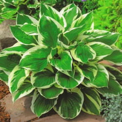 Hosta, Plantain Lily Minute Man - large package! - 10 pcs