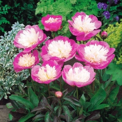 Paeonia, Pfingstrose Bowl of Beauty - XL-Packung - 50 Stk - 