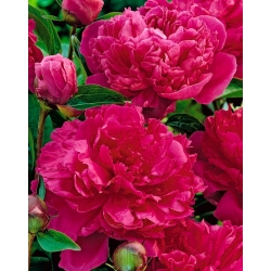 Paeonia, Pion Felix Crouse - XL-pack - 50 st