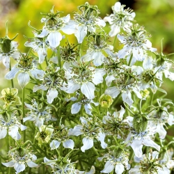 Černuška siata - medonosná rastlina - 1 kg semien (Nigella sativa)