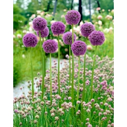 Ornamental onion - His Excellency - Large Pack! - 10 pcs.