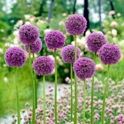 Ornamental onion - His Excellency - GIGA Pack! - 50 pcs.
