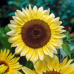 Floarea soarelui ornamentala - Lemon Queen - 100 g - 