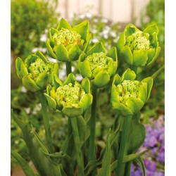 Tulipán - Green Bizarre - Nagy csomag - 50 db